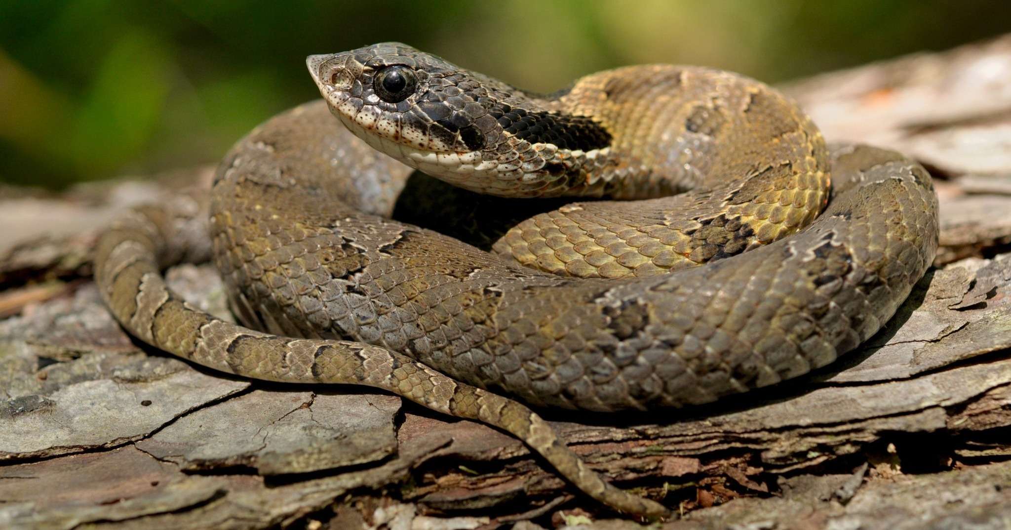 a python snake in the jungle looking for prey